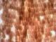 2639-6-butterfly-wing.jpg