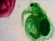 3060-18-daphnia.jpg